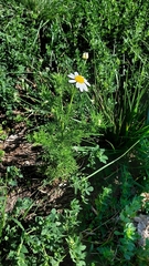 Matricaria chamomilla