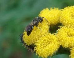 Hylaeus communis
