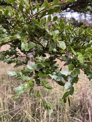Nothofagus betuloides