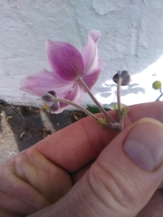 Eriocapitella hupehensis