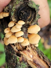 Panellus