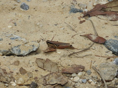 Paroxya atlantica