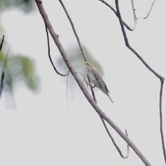 Phylloscopus sibilatrix