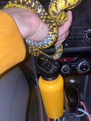 Lampropeltis holbrooki