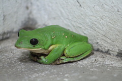 Agalychnis dacnicolor
