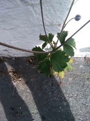 Eriocapitella hupehensis