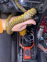 Lampropeltis holbrooki