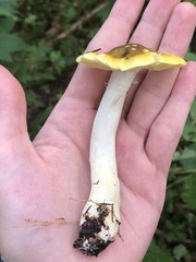 Tricholoma subsejunctum