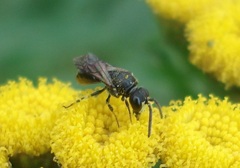 Hylaeus communis