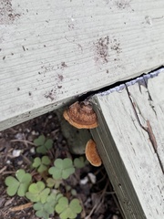 Gloeophyllum sepiarium