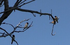 Spermestes cucullata