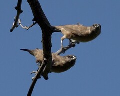 Spermestes cucullata