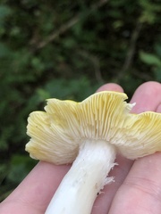 Tricholoma subsejunctum