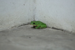 Agalychnis dacnicolor