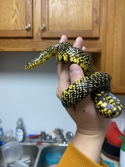 Lampropeltis holbrooki