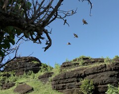 Spermestes cucullata