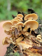 Panellus