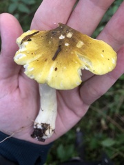 Tricholoma subsejunctum