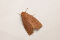 Rusicada combinans