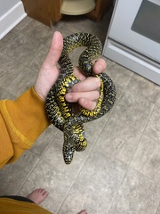 Lampropeltis holbrooki