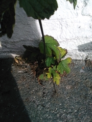 Eriocapitella hupehensis