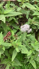 Aristeguietia salvia