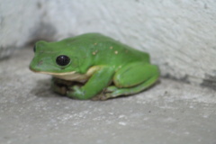 Agalychnis dacnicolor