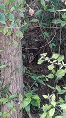 Didelphis albiventris