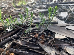 Pimelea humilis