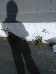 Eriocapitella hupehensis