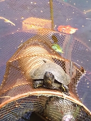 Emys orbicularis