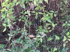 Didelphis albiventris