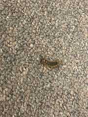 Scutigera coleoptrata