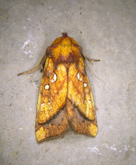 Papaipema leucostigma
