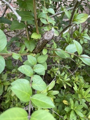 Lonicera fragrantissima