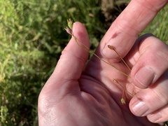 Wahlenbergia marginata