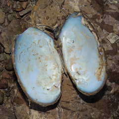 Ortmanniana ligamentina