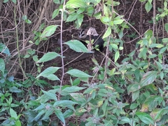 Didelphis albiventris