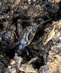 Eunemobius carolinus