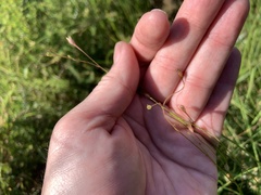 Wahlenbergia marginata