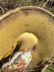 Lanmaoa
