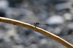 Dythemis nigrescens
