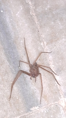 Loxosceles rufescens