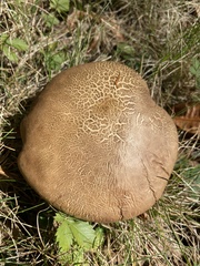 Lanmaoa