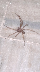Loxosceles rufescens