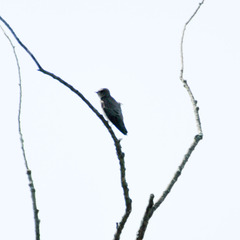 Hirundinidae