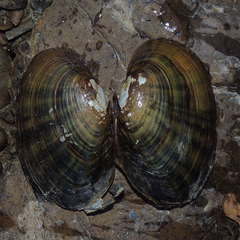 Ortmanniana ligamentina