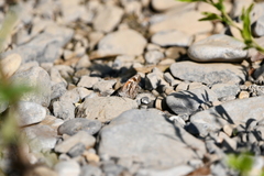 Libytheana carinenta mexicana