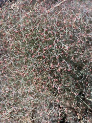 Eriogonum plumatella