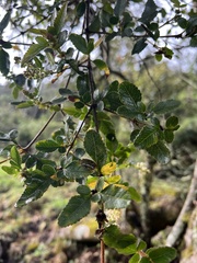 Weinmannia